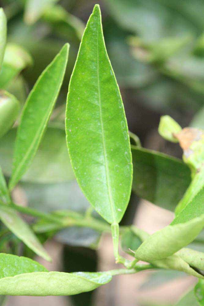            Unifoliolate leaf (Riverside, CA)   